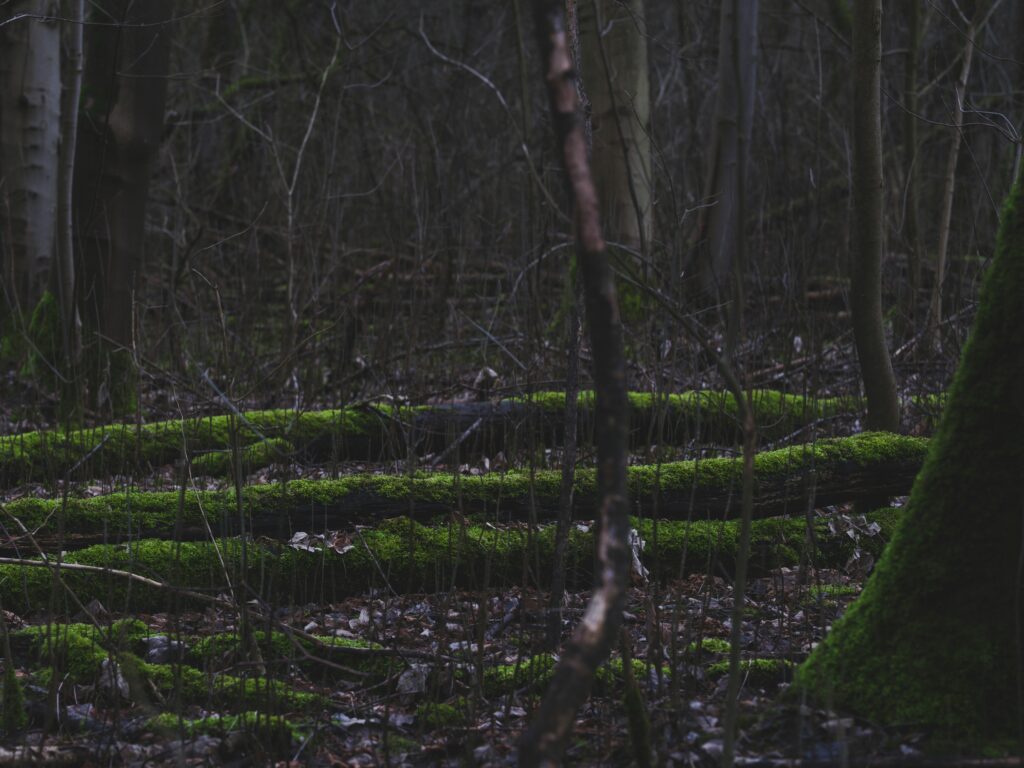 10 Day Silent Meditation Retreat