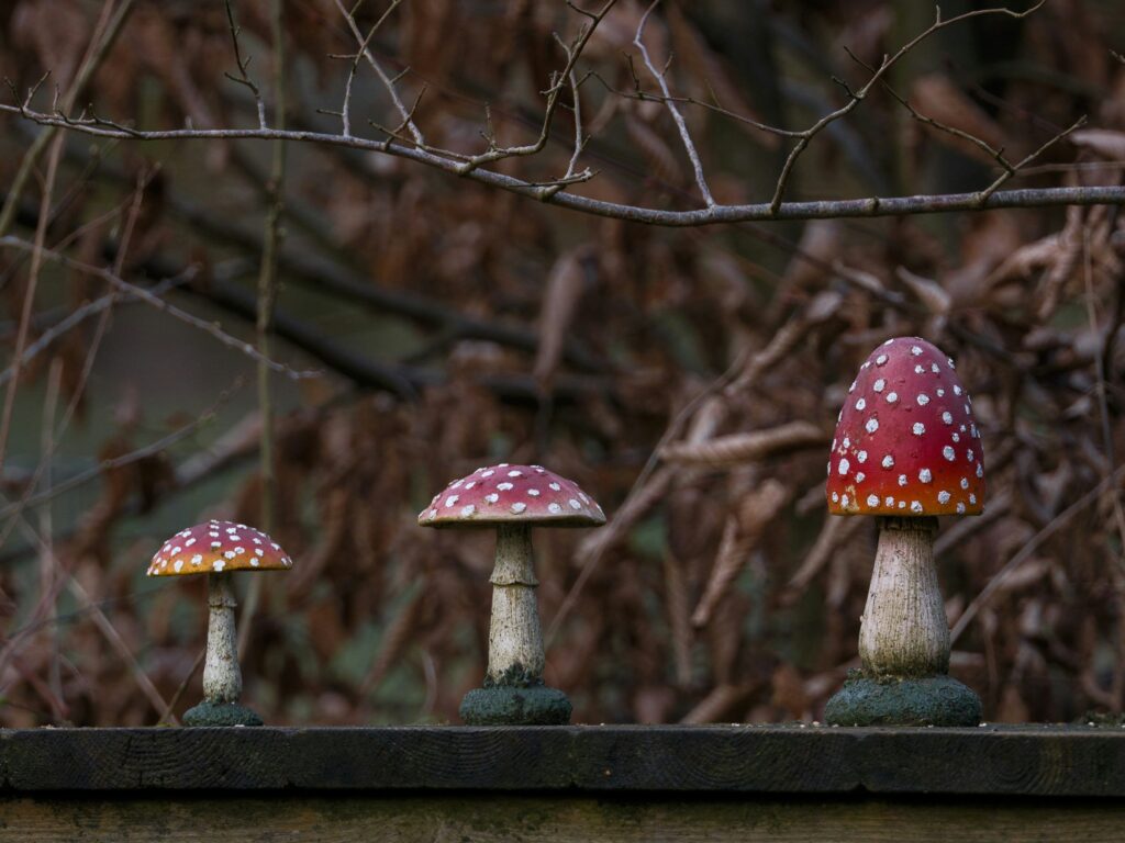 amanita muscaria in nature