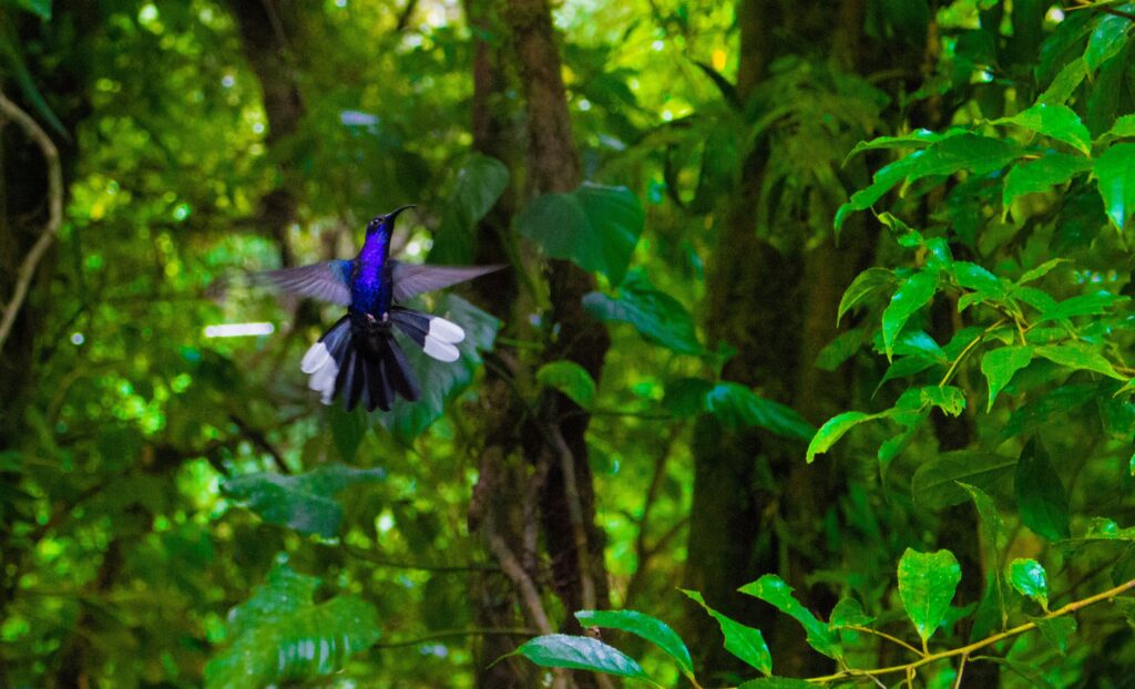 hummingbird costa rica
